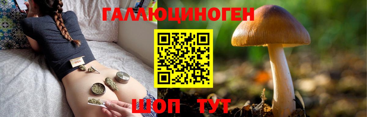 Галлюциногенные грибы Psilocybine cubensis Якутск